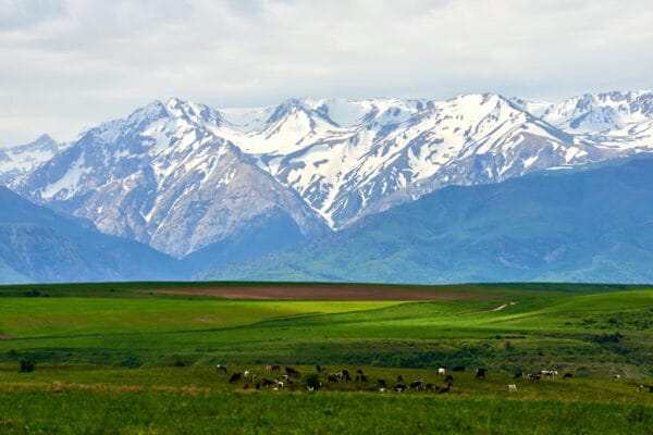 Aksu-Zhabagly Wildlife Expedition